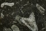Polished Devonian Fossil Coral and Bryozoan Plate - Morocco #365120-1